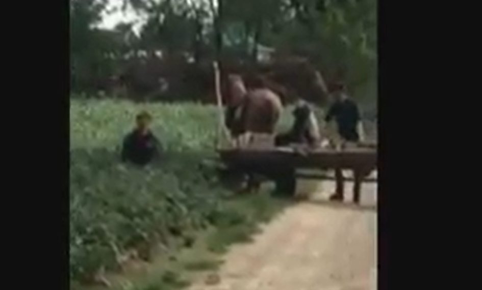 Unul dintre sălbaticii din Dumbrăveni care au schinghiuit un cal a fost condamnat la peste patru ani de închisoare pentru un cearșaf de infracțiuni