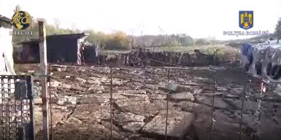 VIDEO DIICOT l-a reținut pe un sucevean pentru că și-a exploatat prin muncă cei cinci copii. Victimele erau obligate să muncească la o fermă de măgari și la o fabrică de cauciucuri de dimineață până seara