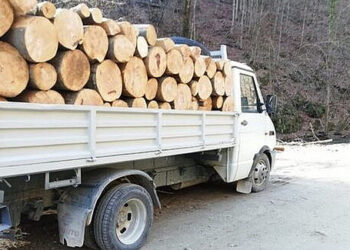 1.000 de lei amendă pentru un șofer care transporta ilegal 2,58 metri cubi de material lemnos