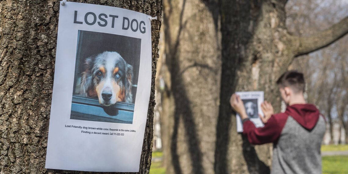 Un an de închisoare cu suspendare pentru o țepară care păcălea persoanele disperate aflate în căutarea animalelor pierdute