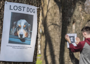 Un an de închisoare cu suspendare pentru o țepară care păcălea persoanele disperate aflate în căutarea animalelor pierdute