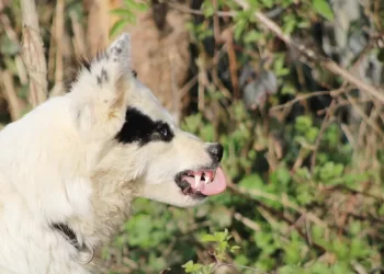 DSP Suceava a identificat la Siret opt persoane, dintre care patru medici veterinari, care au intrat în contact cu un câine turbat