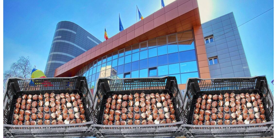 Primăria Suceava plătește circa 12.500 de euro pentru a cumpăra bulbi de lalele