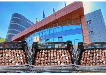 Primăria Suceava plătește circa 12.500 de euro pentru a cumpăra bulbi de lalele