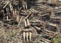 Peste 300 de cartușe din Al Doilea Război Mondial, descoperite într-o pădure de pe raza comunei Dorna Arini