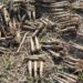 Peste 300 de cartușe din Al Doilea Război Mondial, descoperite într-o pădure de pe raza comunei Dorna Arini