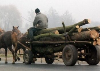 Doi indivizi care au tăiat ilegal 13 arbori dintr-o pădure administrată de OS Pătrăuți și-au aflat pedepsele