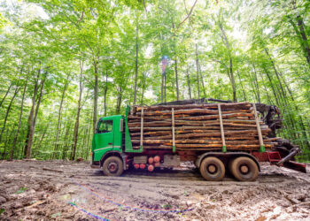 Polițiștii ieșeni au confiscat camionului unui sucevean care transporta ilegal peste 15 metri cubi de material lemnos