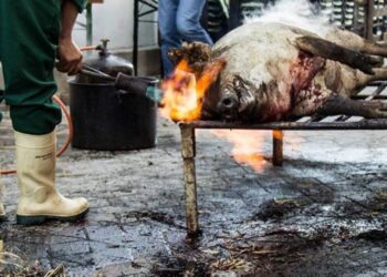 Un bărbat și-a ars mâna în timp ce pârlea un porc. Rănitul a rămas internat în spital