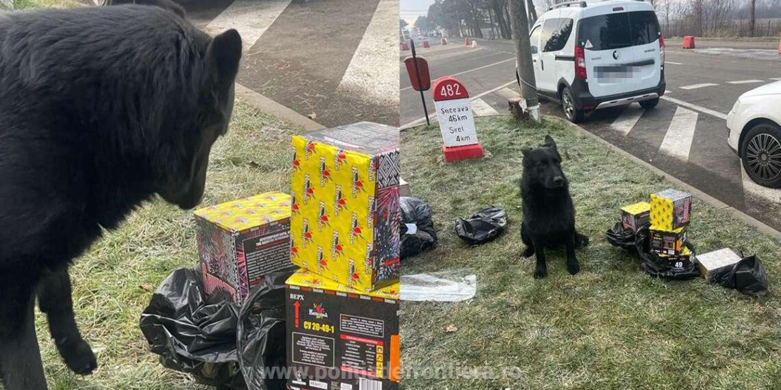 FOTO Nero, câinele polițist din PTF Siret, a descoperit 45 de cutii cu materiale pirotehnice într-un microbuz condus de un sucevean de 64 de ani