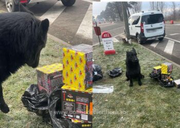 FOTO Nero, câinele polițist din PTF Siret, a descoperit 45 de cutii cu materiale pirotehnice într-un microbuz condus de un sucevean de 64 de ani