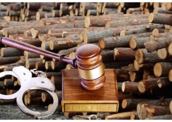 Tribunalul Suceava aplică o mică palmă ”Mafiei Lemnului”. Închisoare cu executare pentru un comisar-șef al IPJ Suceava, un fost șef al Gărzii Forestiere Suceava și doi afaceriști, printre care cumnatul fiului primarului din Moldovița