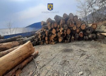FOTO Patru polițiști, doi specialiști ai Gărzii Forestiere Suceava și un lucrător de la Direcția Silvică Suceava au confiscat peste 100 de metri cubi de material lemnos de la trei operatori economici. Au fost aplicate amenzi de 47.000 de lei