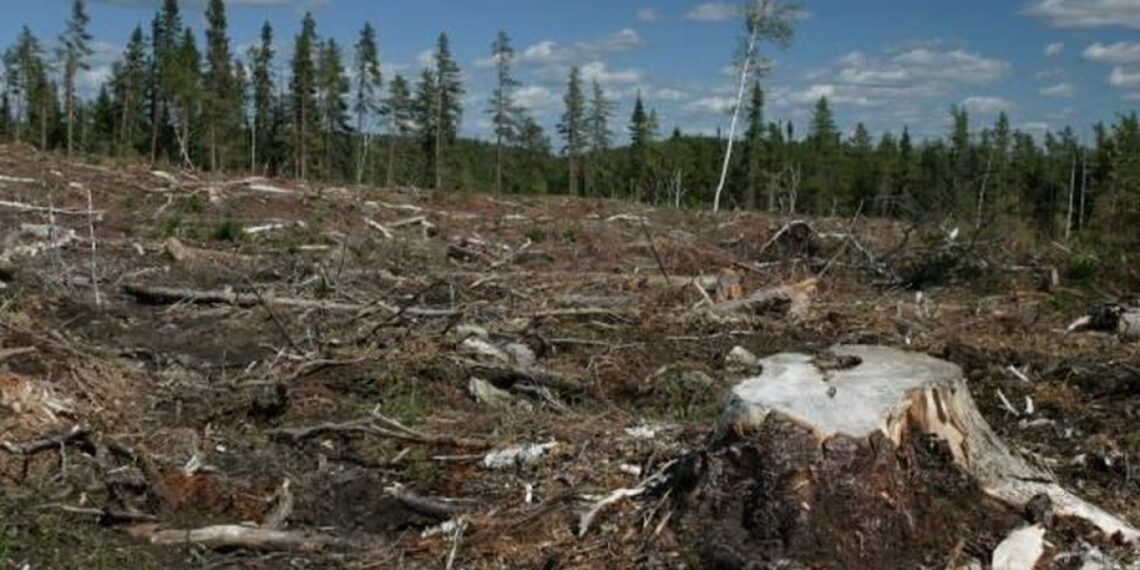 Garda Forestieră Suceava a organizat o întâlnire cu primarii din județ pentru a discuta despre Campania națională de împădurire: „Este disponibilă suma de 500 de milioane de euro pentru împădurirea a 56.700 de ha”