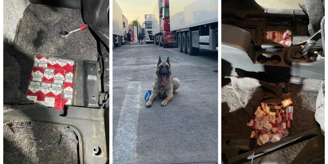 Dima, câinele polițist de la PTF Siret, a descoperit peste 2.500 de pachete cu țigări de contrabandă dosite în podeaua unui autoturism