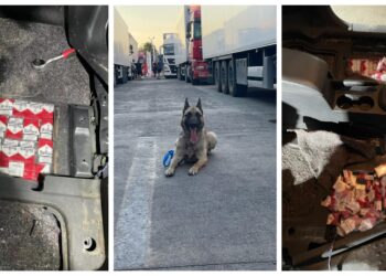Dima, câinele polițist de la PTF Siret, a descoperit peste 2.500 de pachete cu țigări de contrabandă dosite în podeaua unui autoturism