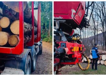 Jandarmii din Gura Humorului au depistat un camion care transporta ilegal 7,15 metri de material lemnos