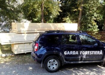 Doi operatori economici, luați la puricat de Garda Forestieră Suceava. Unul dintre operatori a fost găsit cu o ”gaură” de 160 mc de cherestea, în valoare de peste 140.000 de lei. Verificările nu s-au finalizat în cazul unuia dintre operatori