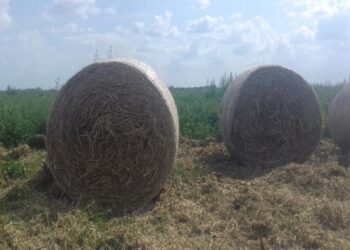 Trei hoți de lucernă au încercat să fugă de polițiști, după ce oamenii legii le-au blocat căruța