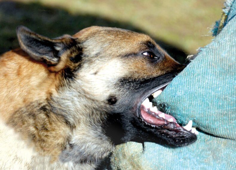 27 de copii și adulți mușcați de câini au ajuns la SJU Suceava, în primele săptămâni ale acestui an