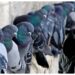 Doi indivizi au luat-o la fugă pe un câmp, după ce au fost găsiți cotrobăind în podul unei case din Preutești, printre porumbei. Fugarii nu au fost prinși
