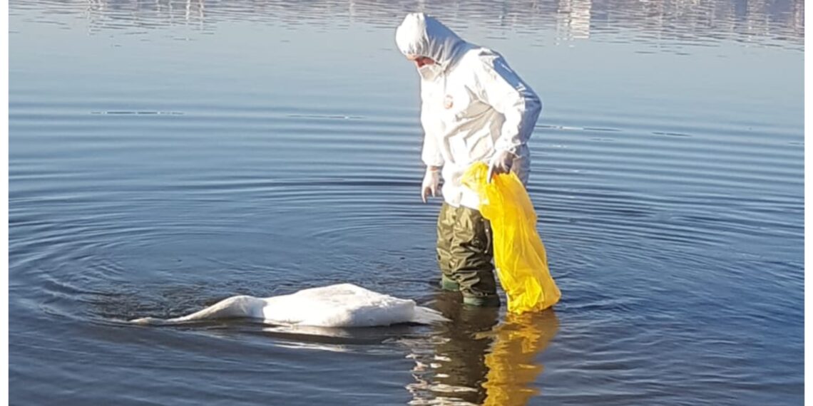 Focar de gripă aviară la Fălticeni. 15 lebede și o rață au fost găsite moarte pe Acumularea Șomuz III