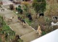 Primăria Suceava a ridicat de pe străzi 117 câini maidanezi, de la începutul anului până în prezent: ”În 2022 au fost duși în adăpost 677 de câini”