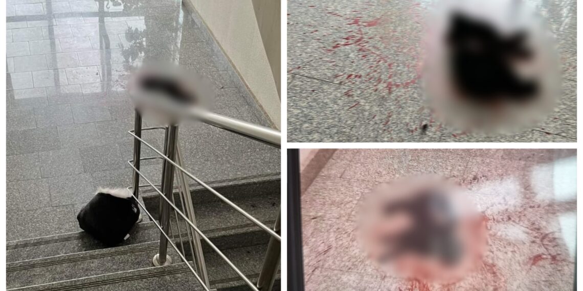 FOTO O pisică fără stăpân a fost ucisă cu sălbăticie într-o scară de bloc din municipiul Suceava. Locatarii aveau grijă de pisică de circa două luni