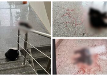 FOTO O pisică fără stăpân a fost ucisă cu sălbăticie într-o scară de bloc din municipiul Suceava. Locatarii aveau grijă de pisică de circa două luni