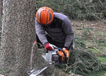 Un bărbat și o pensionară și-au aflat pedepsele pentru tăierea ilegală a mai multor arbori