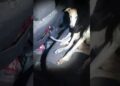 Polițiștii botoșăneni au identificat un ogar și alte bunuri folosite pentru capturarea animalelor sălbatice într-o mașină condusă de un sucevean. Șoferul și un pasager au primit amenzi de 10.000 de lei