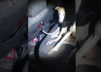 Polițiștii botoșăneni au identificat un ogar și alte bunuri folosite pentru capturarea animalelor sălbatice într-o mașină condusă de un sucevean. Șoferul și un pasager au primit amenzi de 10.000 de lei