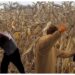 Doi soți au fost bătuți cu sălbăticie de către trei rude, în timp ce culegeau porumbul de pe un teren din zona Liteni. Doi bătăuși au scăpat basma curată, în timp ce unul a primit câteva luni de închisoare cu suspendare