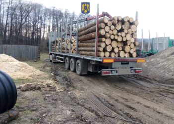 FOTO Polițiștii suceveni au confiscat aproape 100 de metri cubi de material lemnos și un ansamblu de vehicule de circa 40.000 de euro, în trei zile