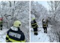 VIDEO Pompierii militari au intervenit pentru a îndepărta un copac căzut care bloca calea de acces pe strada Tăbăcarilor din Suceava