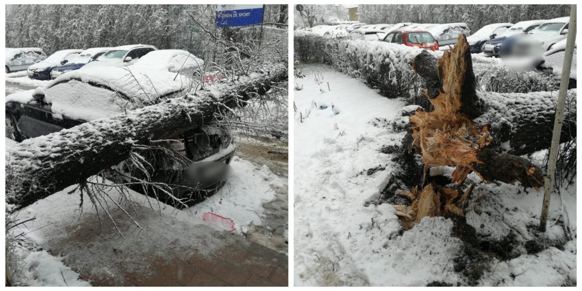 FOTO Un arbore a căzut peste un autoturism cu numere de Botoșani, în apropiere de Piața Mică din Suceava