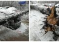 FOTO Un arbore a căzut peste un autoturism cu numere de Botoșani, în apropiere de Piața Mică din Suceava