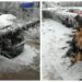 FOTO Un arbore a căzut peste un autoturism cu numere de Botoșani, în apropiere de Piața Mică din Suceava