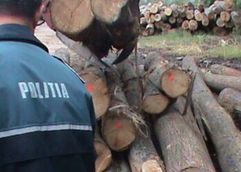 Polițiștii suceveni arată că dacă au chef le pot pune bețe în roate celor care fac afaceri ilegale cu lemne. Oamenii legii au confiscat aproape 200 de metri cubi de material lemnos după o serie de acțiuni și controale