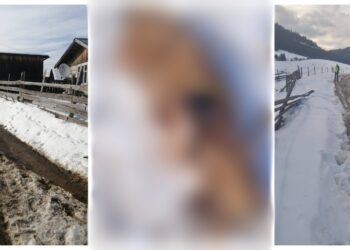 FOTO Un câine mort a fost găsit cu picioarele tăiate, în zona Câmpulung Moldovenesc. Polițiștii îl caută pe mutilator, după ce un minor a descoperit cadavrul animalului