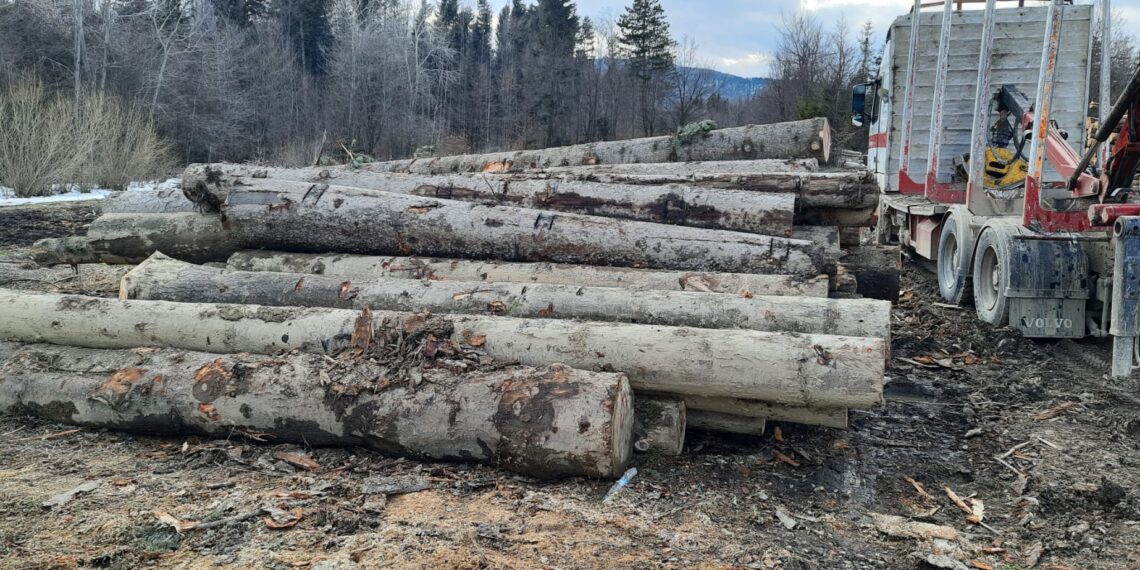 FOTO Polițiștii suceveni au indisponibilizat un ansamblu de vehicule care a fost surprins transportând ilegal peste 17 metri cubi de material lemnos