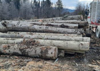 FOTO Polițiștii suceveni au indisponibilizat un ansamblu de vehicule care a fost surprins transportând ilegal peste 17 metri cubi de material lemnos