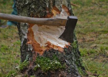 Trei persoane au fost prinse în flagrant în timp ce încercau să fure arbori dintr-o pădure din zona localității Vama