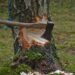 Trei persoane au fost prinse în flagrant în timp ce încercau să fure arbori dintr-o pădure din zona localității Vama