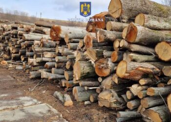 FOTO Polițiștii suceveni au indisponibilizat două camioane și au confiscat peste 300 de metri cubi de material lemnos, în cadrul celei mai ample acțiuni pe linie silvică din acest an