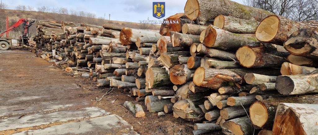 FOTO Polițiștii suceveni au indisponibilizat două camioane și au confiscat peste 300 de metri cubi de material lemnos, în cadrul celei mai ample acțiuni pe linie silvică din acest an