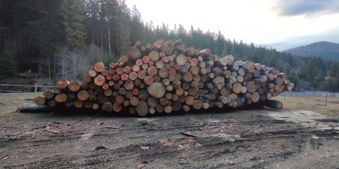 FOTO Garda Forestieră, IPJ și Garda de Mediu, în control la o fermă de vaci din Slatina. Peste 140 de metri cubi de bușteni au fost confiscați