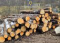 FOTO Polițiștii suceveni au indisponibilizat două camioane și au confiscat peste 300 de metri cubi de material lemnos, în cadrul celei mai ample acțiuni pe linie silvică din acest an