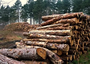 Polițist reținut pentru că i-ar fi cerut mită 300.000 de euro patronului gaterului Saniral din județul Suceava. Omul legii i-ar fi spus afaceristului că va ”rezolva” un dosar de evaziune fiscală