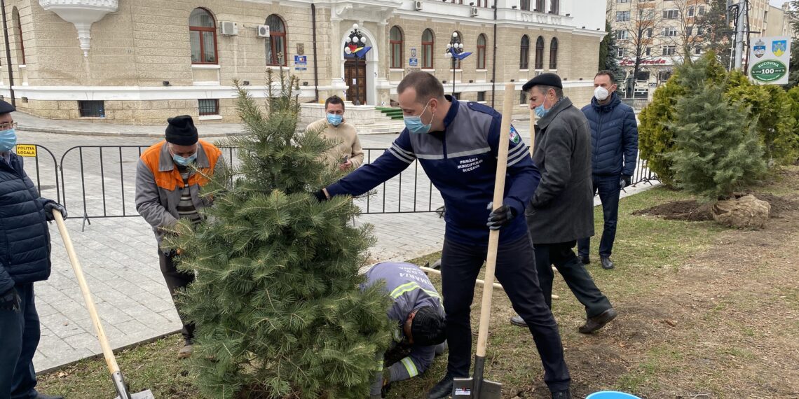 Primăria Suceava susține că va planta 150 de arbori pe raza municipiului, în această lună. Se vor planta și 40.000 de bulbi de lalele